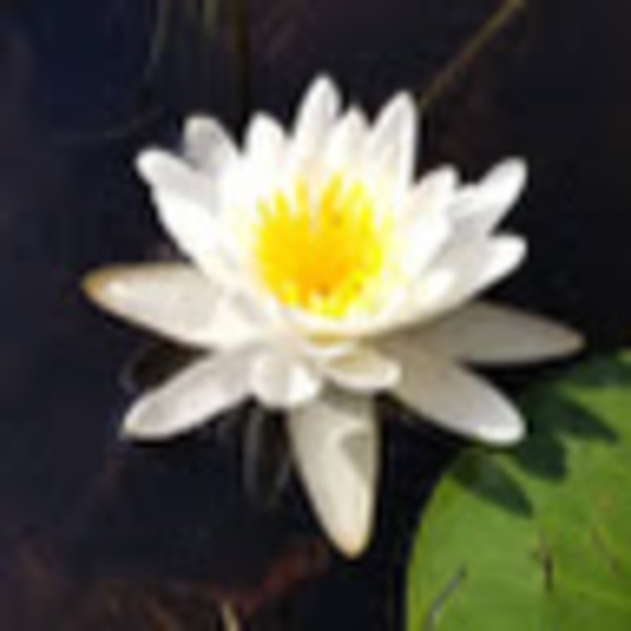 Meet your Posher, Belen - Picture 1 of 1